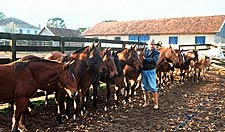 Cavalos crioulos: compramos e vendemos – amadrinhamos tropilhas. Animais rústicos e resistentes, das melhores origens