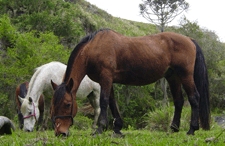 Turismo a cavalo nos Aparados da Serra e Serra Gaúcha – Cambará do Sul, São José dos Ausentes, São Francisco de Paula, Jaquirana, Gramado e Canela
