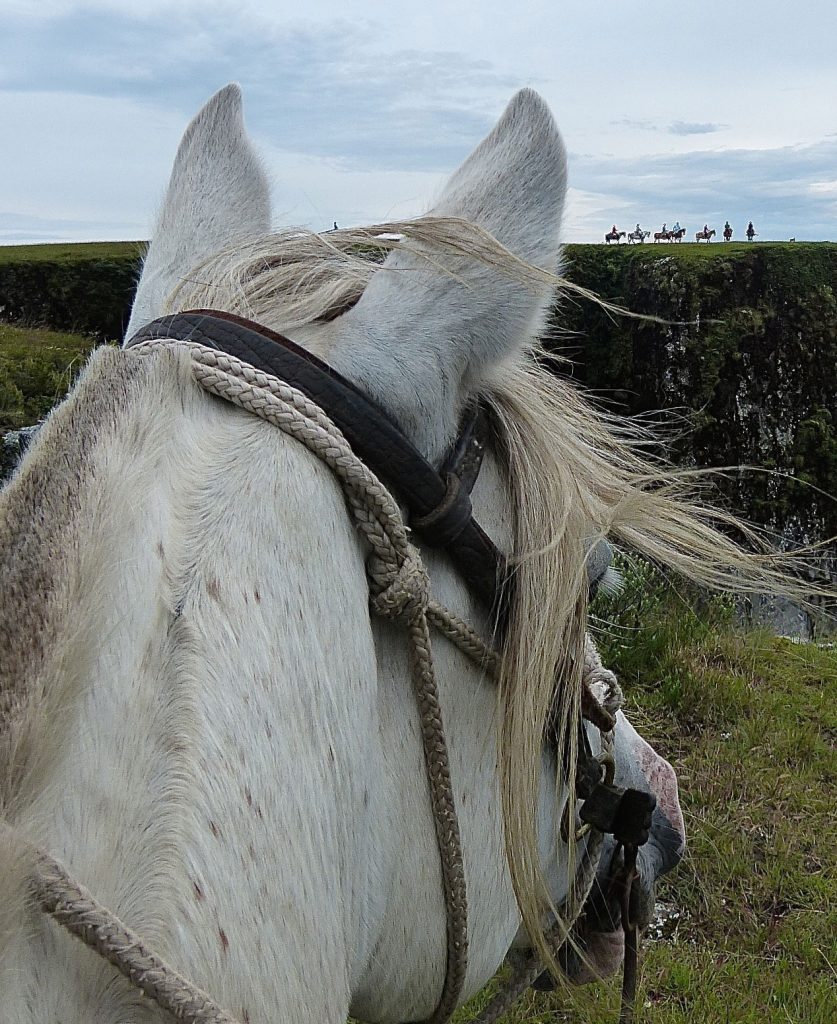 cavalo-campo-fora